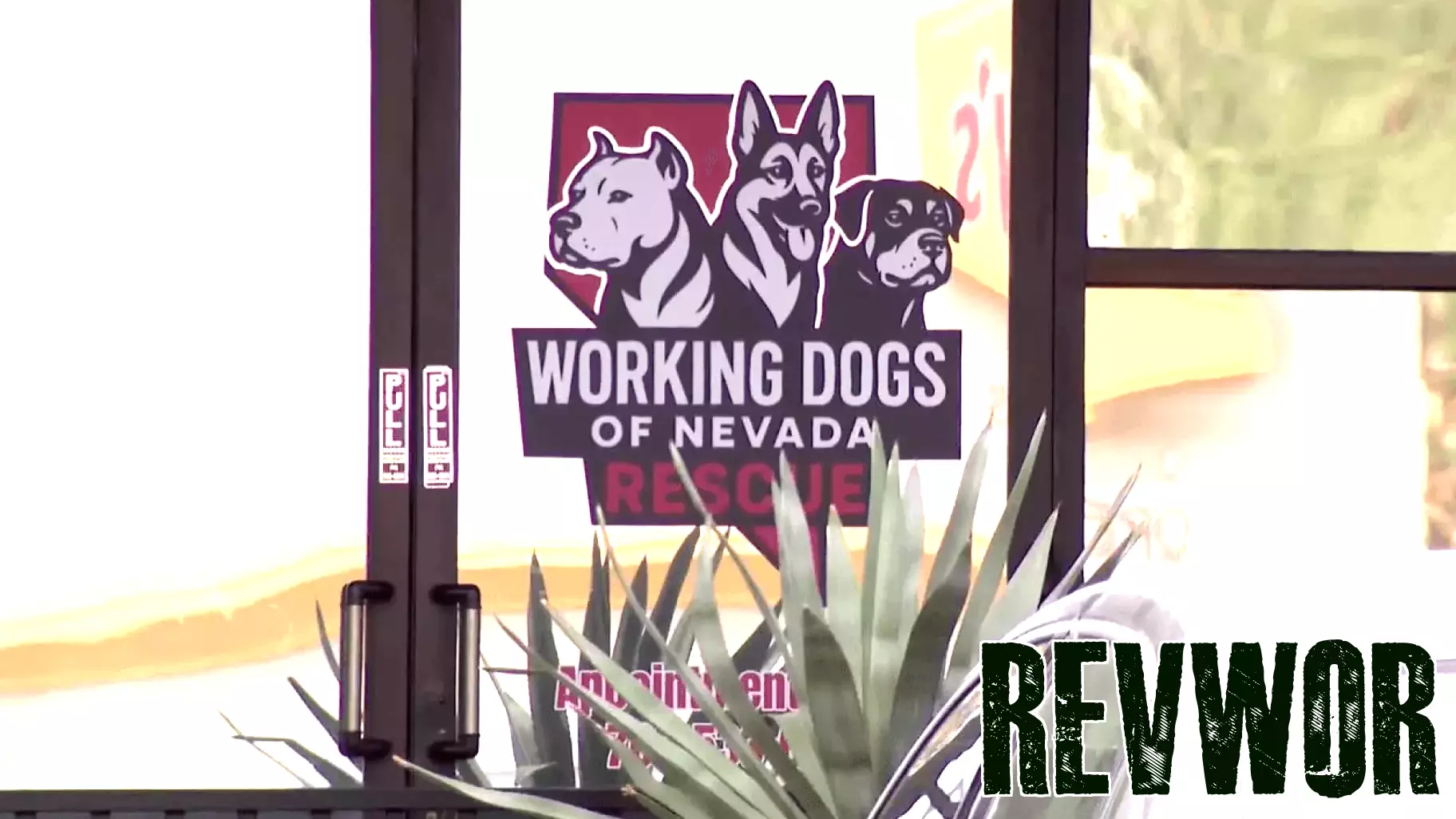 35 dogs seized from Las Vegas business after alleged animal cruelty