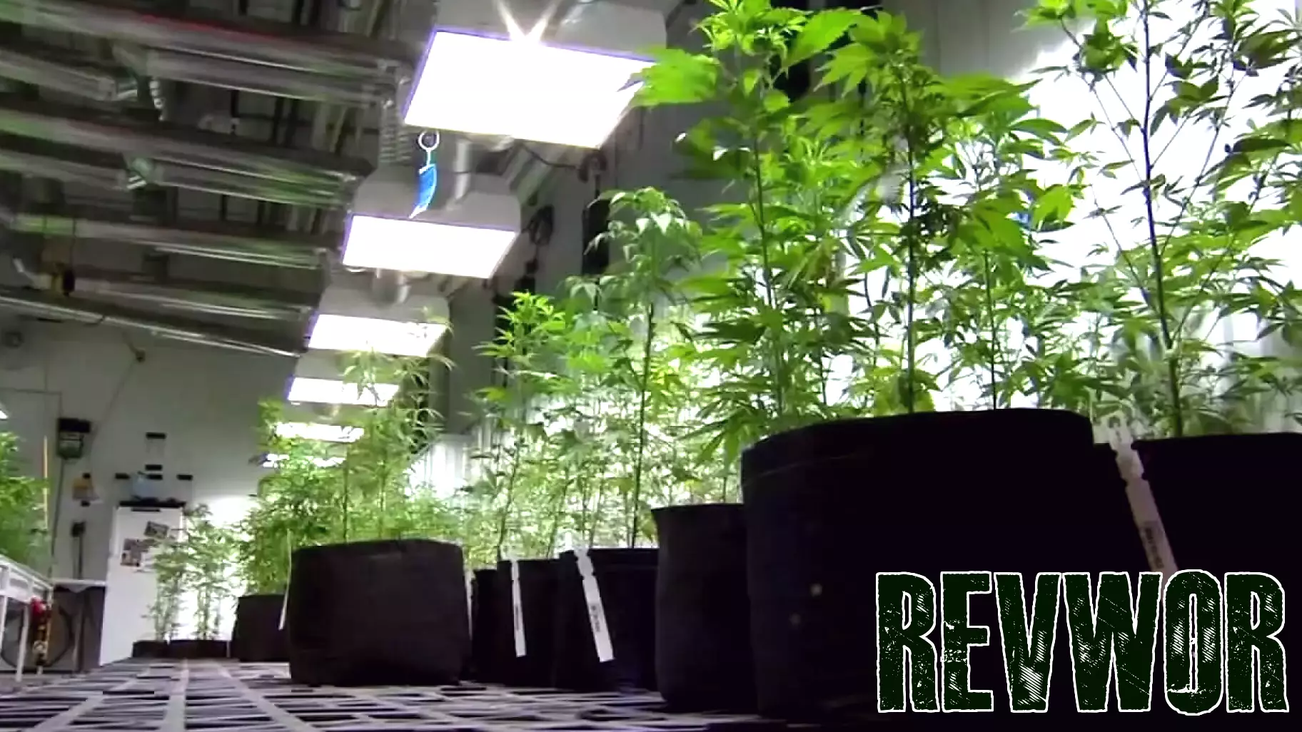 Minnesota Issues First License for Recreational Cannabis Cultivation