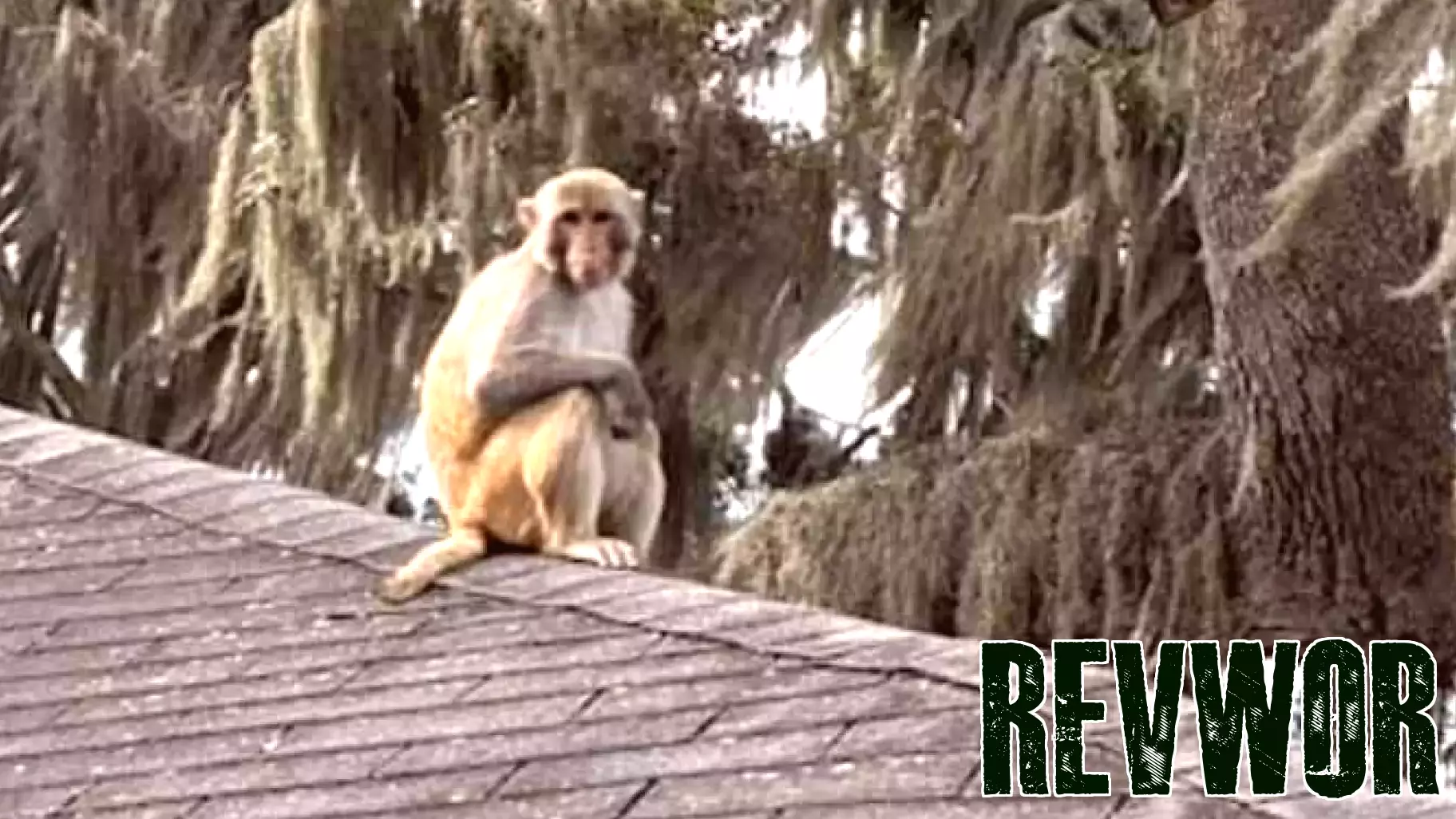 Monkey Business: Wild rhesus macaque spotted at Mount Dora hotel