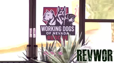 35 dogs seized from Las Vegas business after alleged animal cruelty