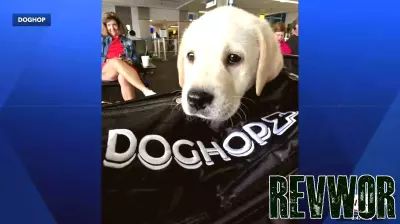 A Journey Across Borders: The Story of DOGHOP