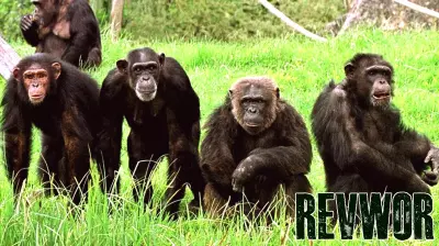 Monkey business: artist chimps paint in their own style, study shows