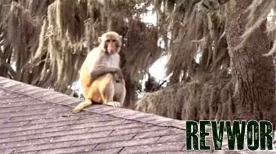 Monkey Business: Wild rhesus macaque spotted at Mount Dora hotel