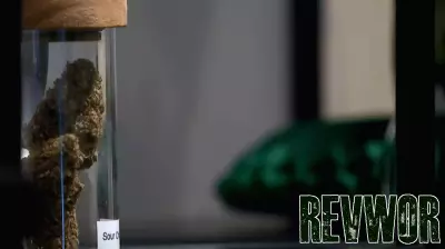 New Hemp Cannabis ban to close at least 1 North Texas business, others worried