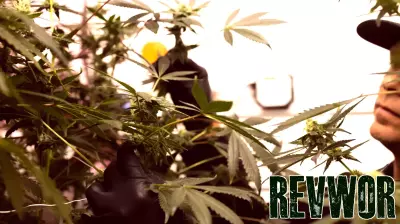 Texas Expands Its Medical Marijuana Landscape with New Operators